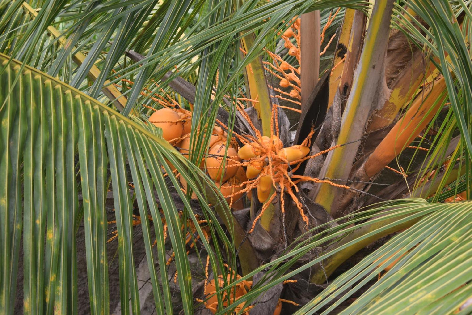 Namaya Nature Lägenhet Kandy Exteriör bild