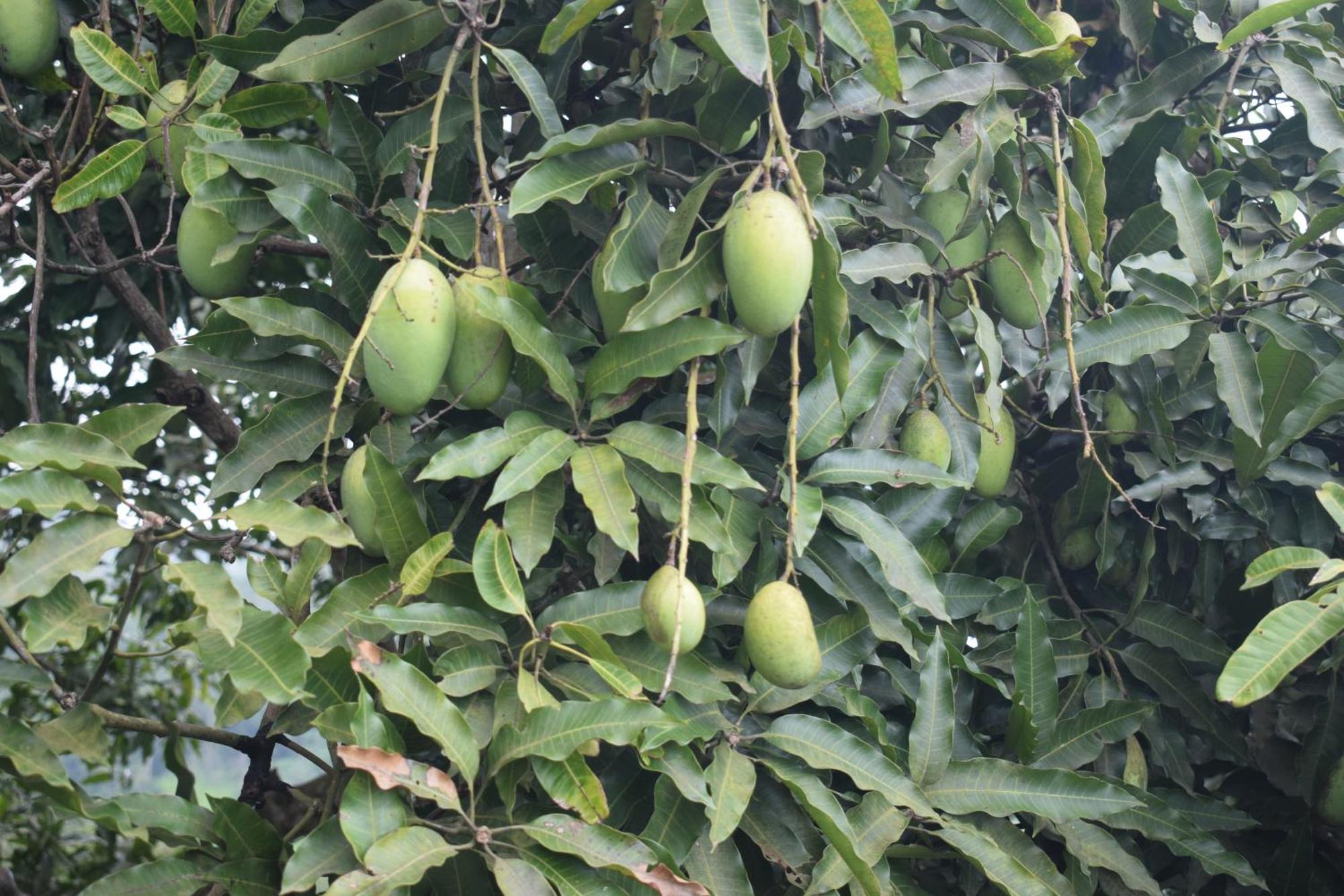 Namaya Nature Kandy Exteriör bild