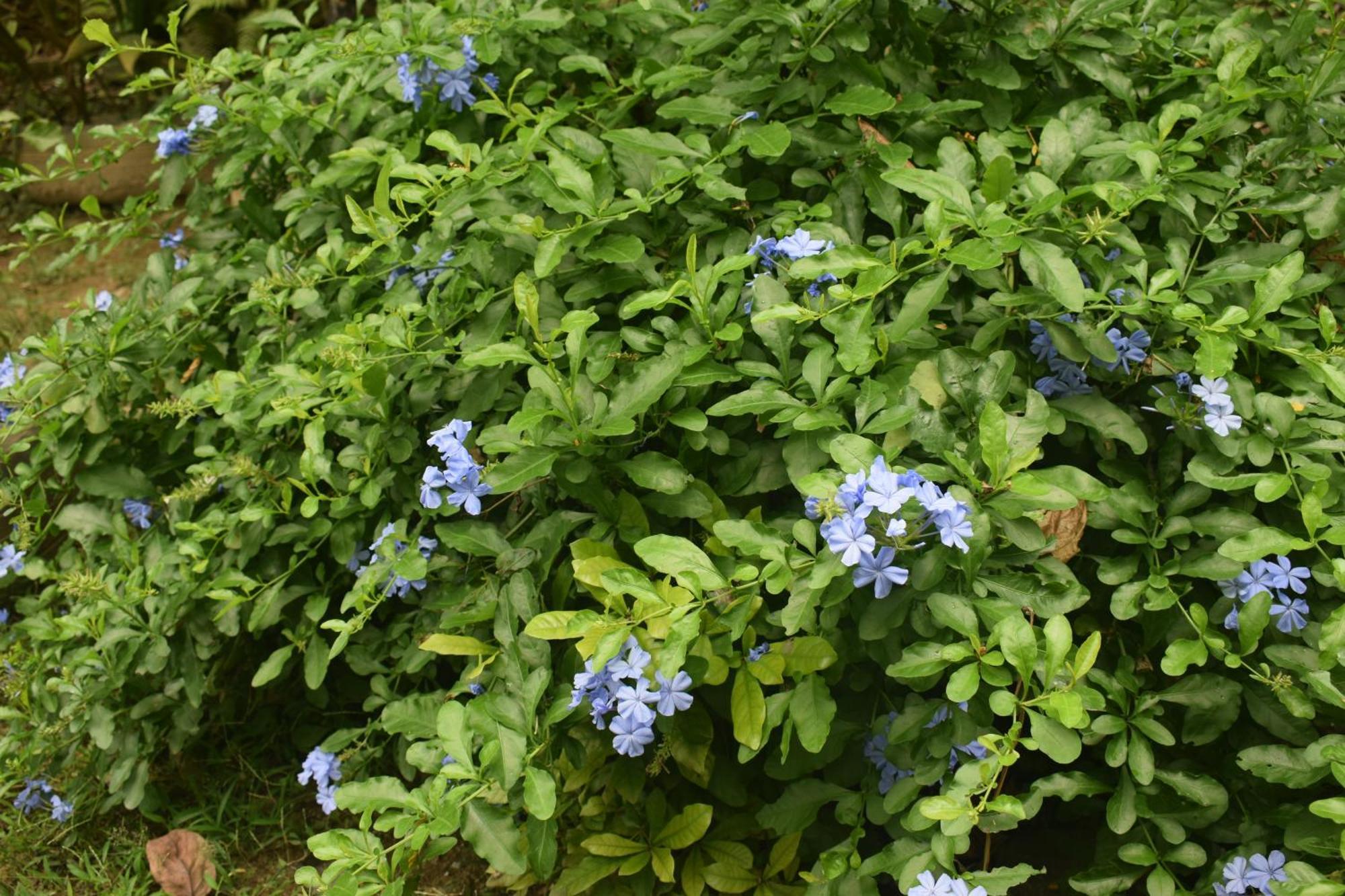 Namaya Nature Lägenhet Kandy Exteriör bild