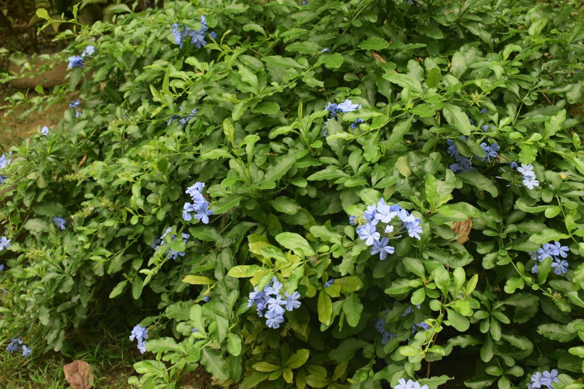 Namaya Nature Kandy Exteriör bild