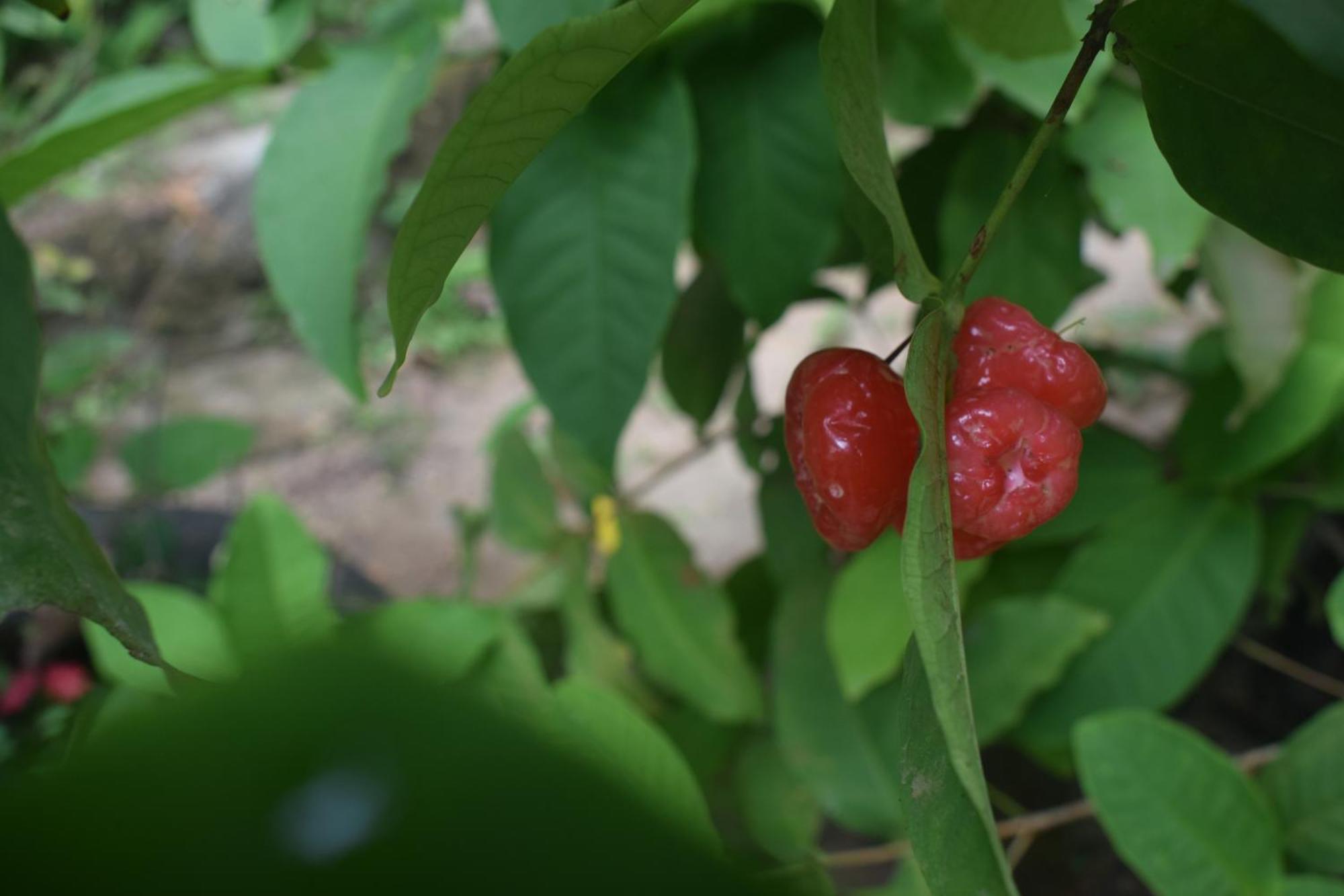 Namaya Nature Lägenhet Kandy Exteriör bild