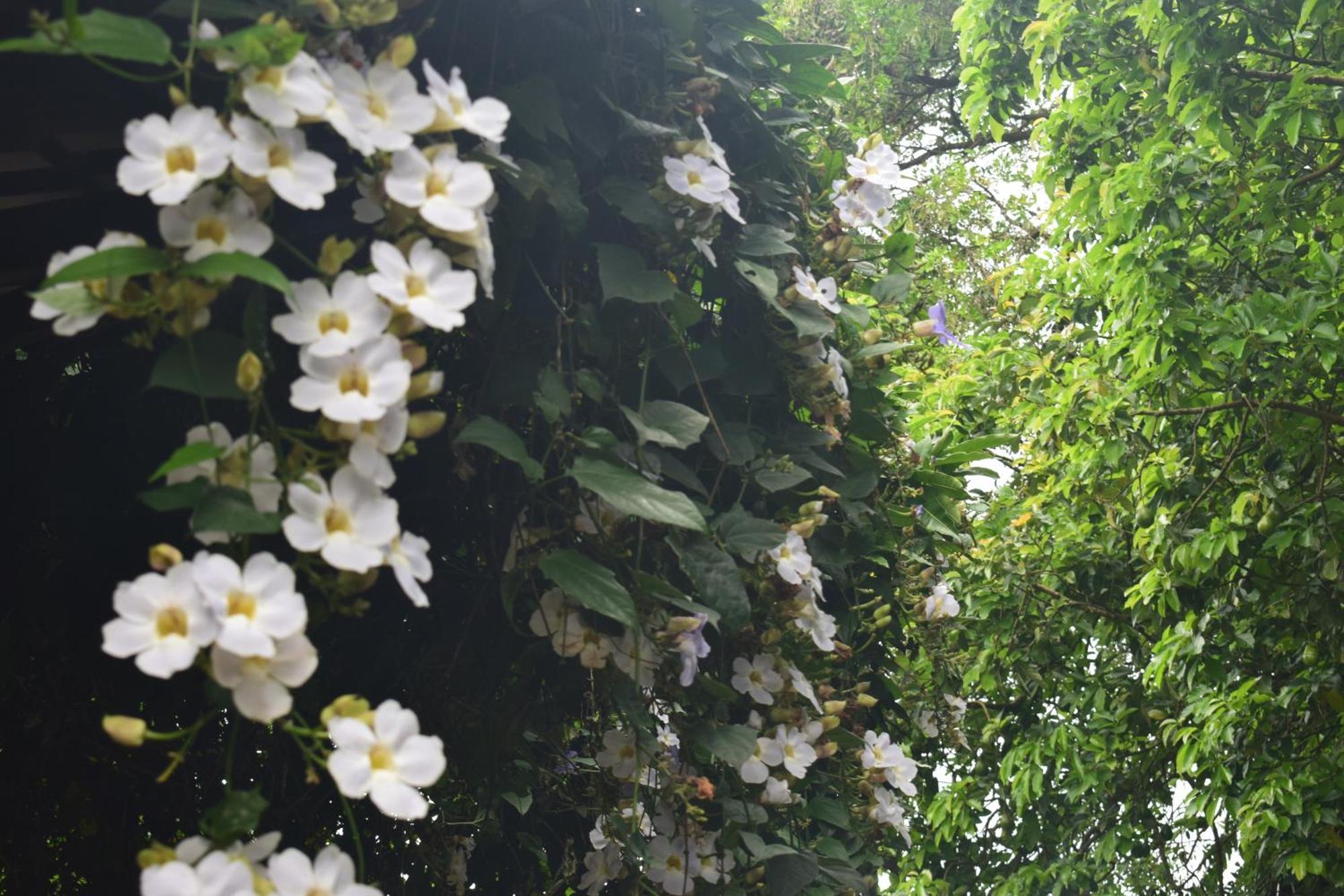 Namaya Nature Lägenhet Kandy Exteriör bild