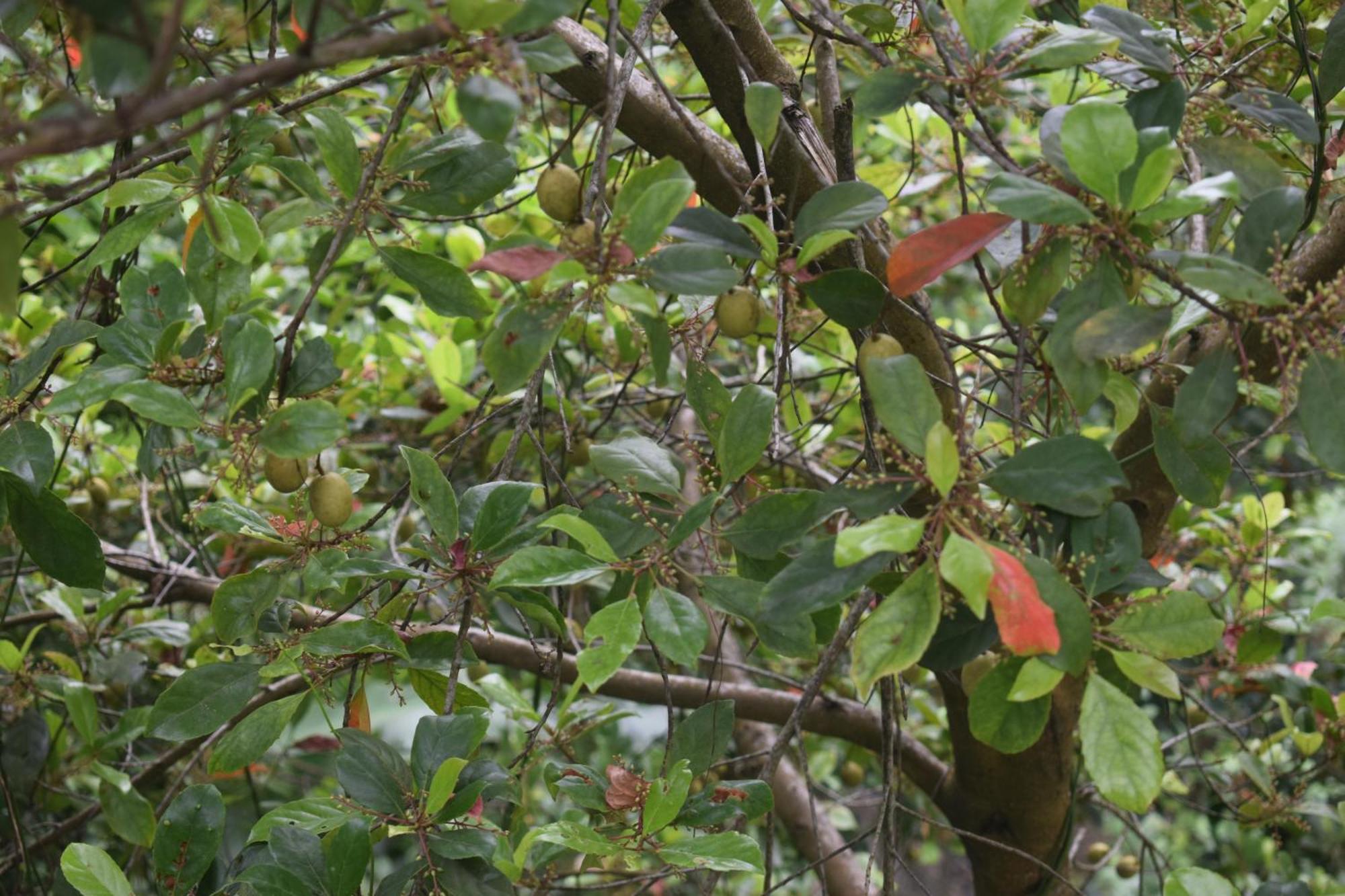 Namaya Nature Lägenhet Kandy Exteriör bild